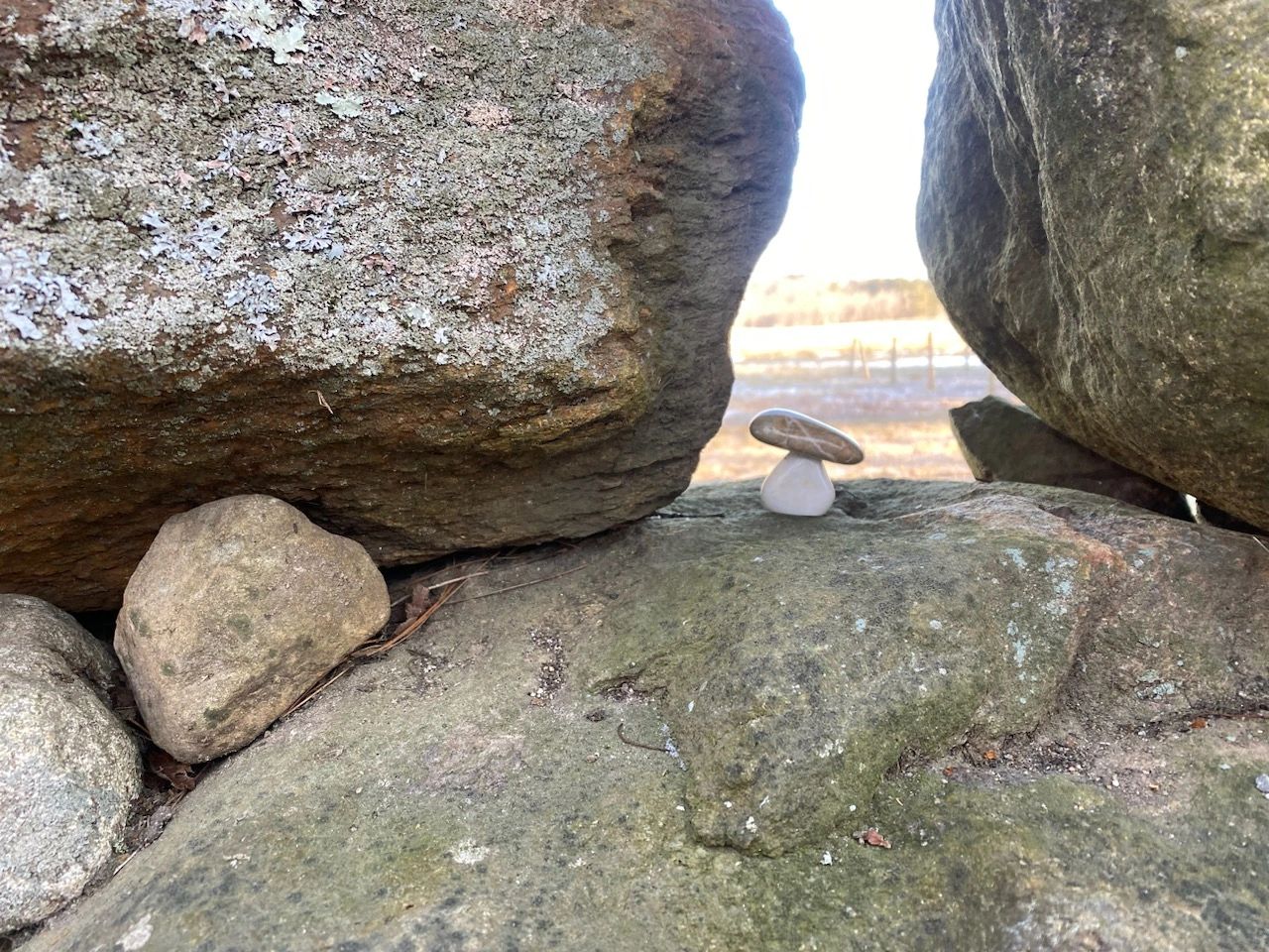Small mushroom in rocky landscape